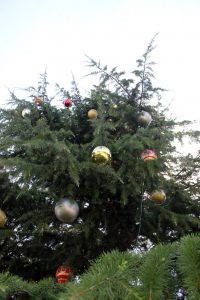 Christmas Tree, Sturt Street Ballarat
